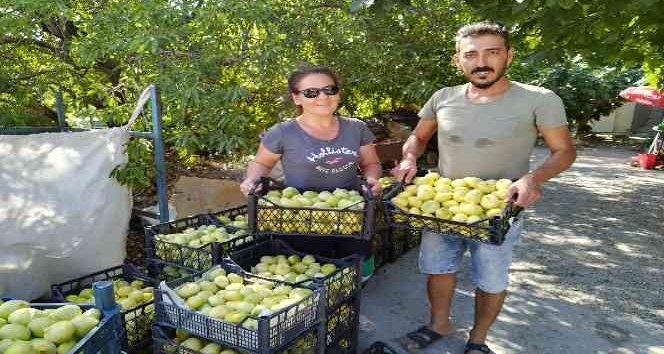 Üretici güldü Ortadoğu’ya incir ihracatı